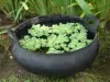 Product image 1 of the product “Water bowl from recyled tire with handle. Vulcanized inside. Dia. 47cm Height 20 / 25cm. ”